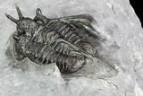 Devil Horned Cyphaspis Walteri Trilobite #108695-4